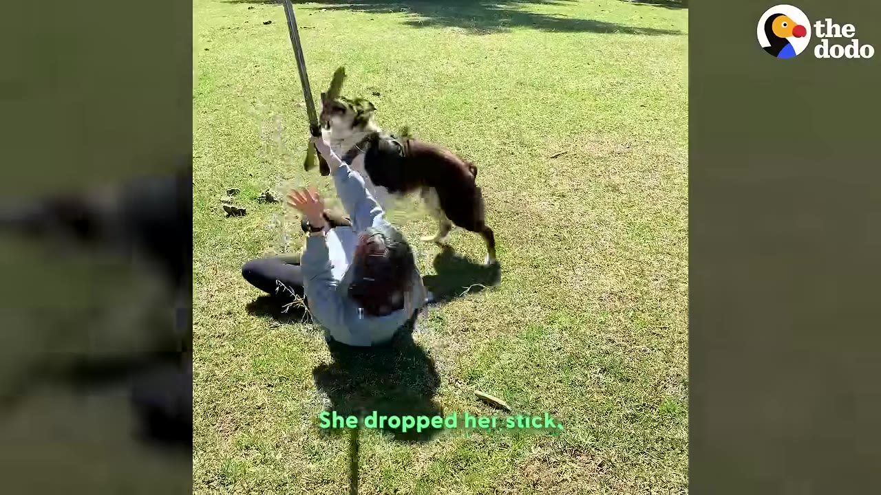 A brown and white dog stands on a grassy field with a stick in its mouth, looking intently at a toy sword held up by a person lying on the grass.