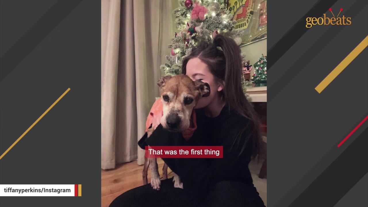 A woman with her hair in a high ponytail hugs a brown and white dog wearing a pink sweater, with a decorated Christmas tree in the background.