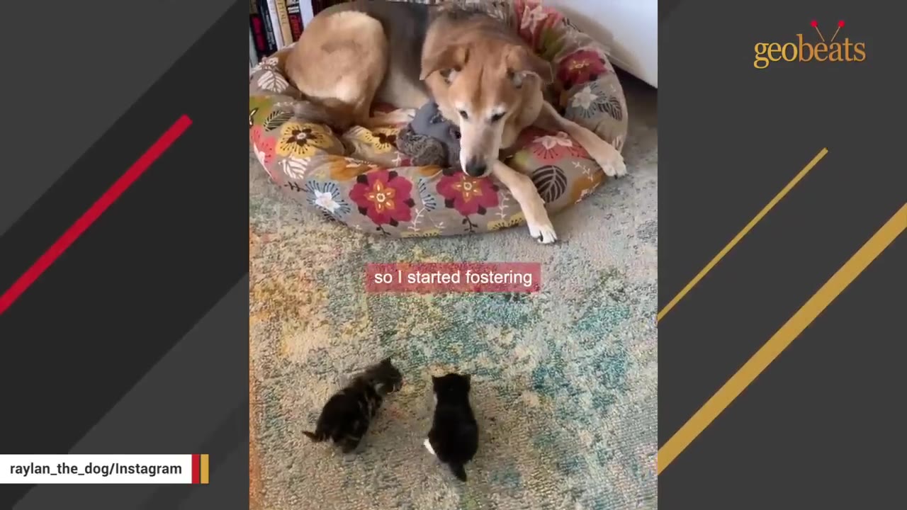 A tan dog lying in a floral dog bed looks down at two tiny black and tabby kittens on a patterned rug.
