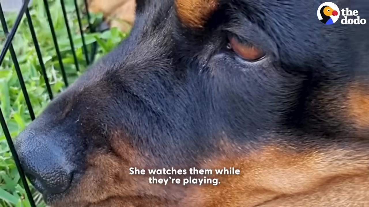 A close-up of a black and tan dog's face as she watches intently through a wire fence.
