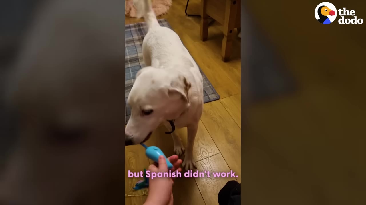 A white dog with brown spots on its ears stands on a wooden floor, sniffing a blue toy held by a person's hand.