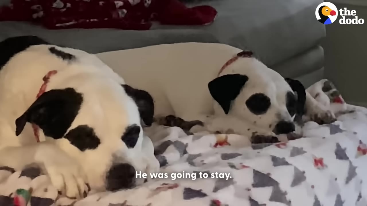 Two black and white dogs lying side-by-side on a patterned blanket, resting their heads.