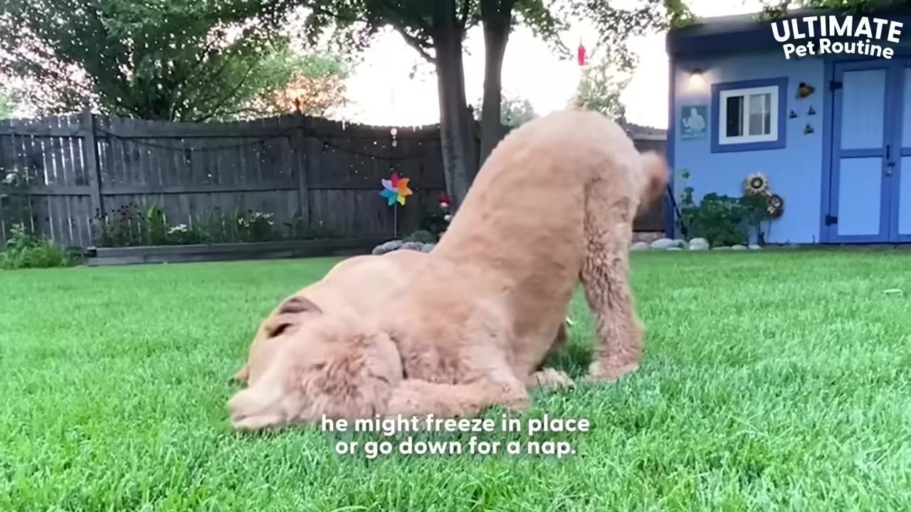 A fluffy golden doodle dog is captured mid-collapse on a green lawn, with his front half resting on the grass while his hind legs remain standing.