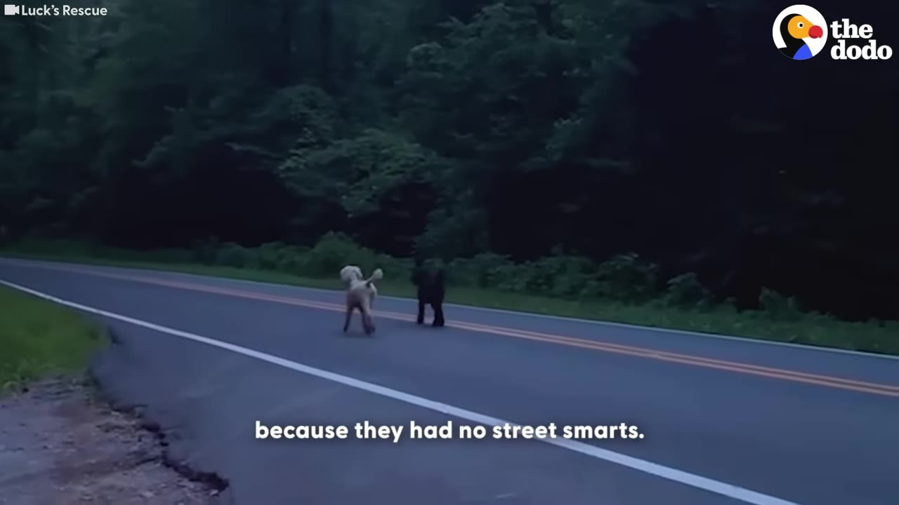 A light-colored dog and a dark-colored dog walk down the center of a two-lane paved road lined with dense green trees.