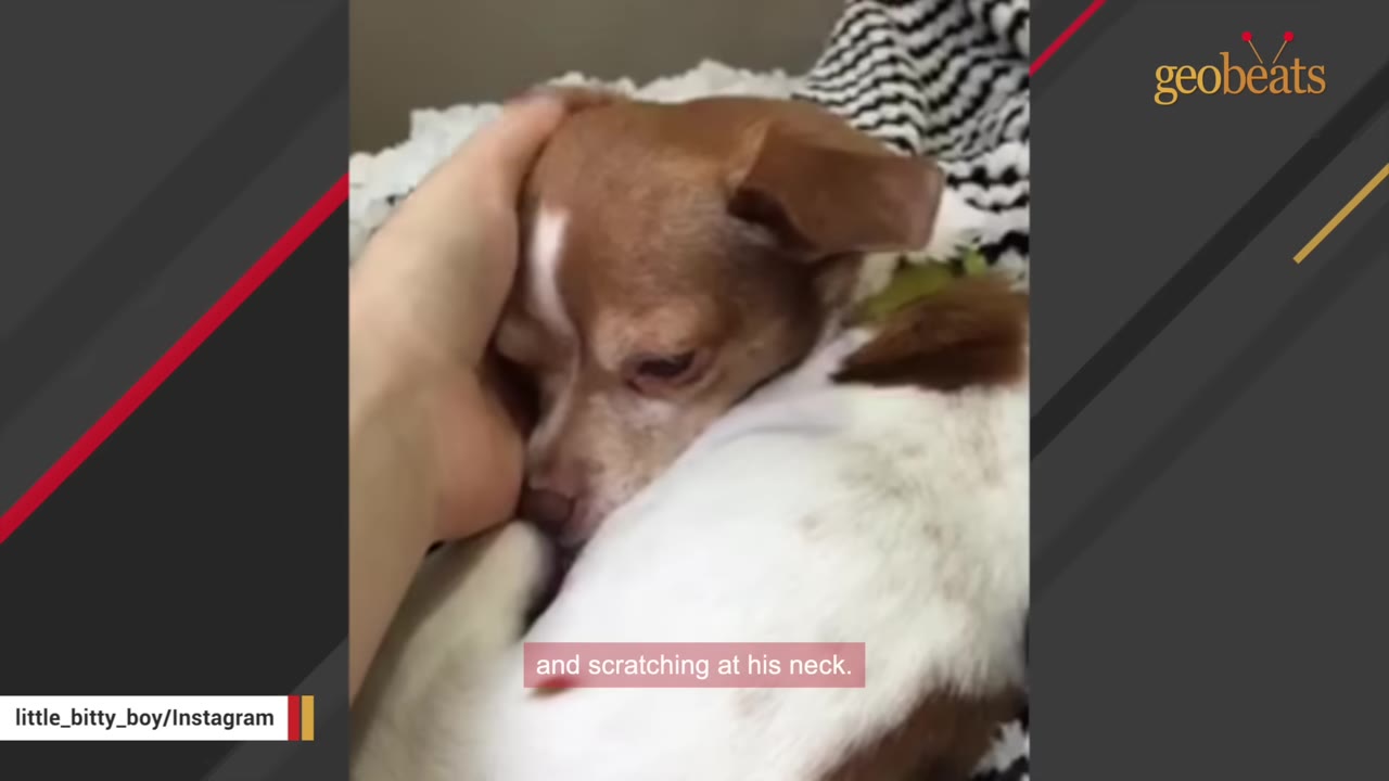 A close-up of a small brown and white dog looking sad and weary as a hand gently pets its head.