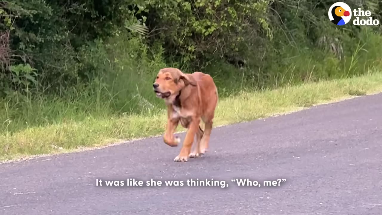 A medium-sized brown dog walks along an asphalt road next to green foliage, looking slightly to the side with an inquisitive expression.