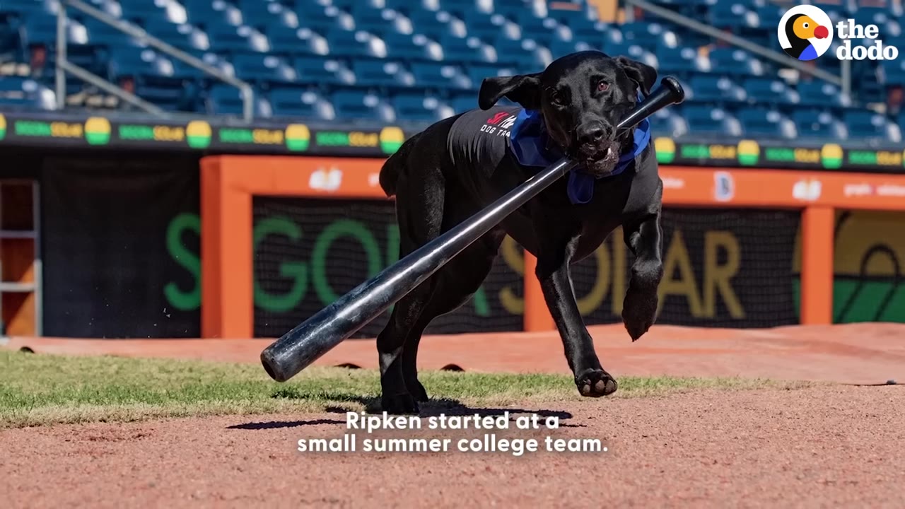 A black Labrador Retriever running on a baseball field dirt path while carrying a black baseball bat in its mouth, with stadium seating visible in the background.
