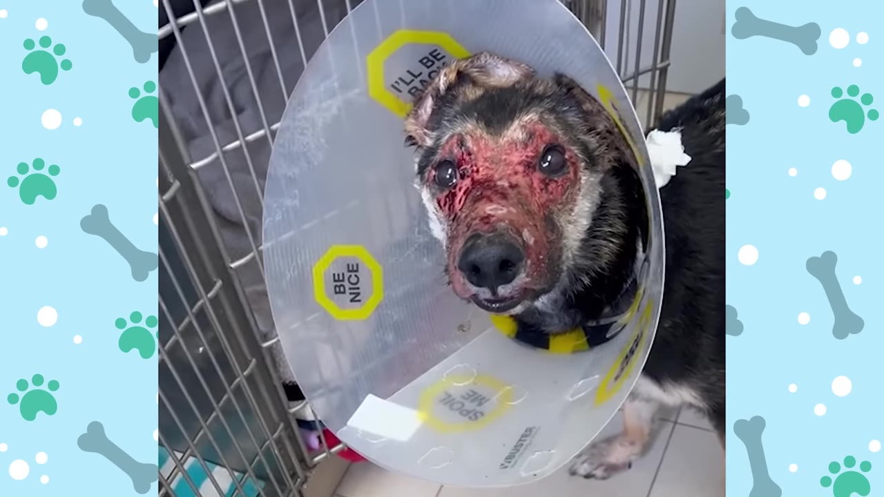 A close-up of a dog wearing a plastic protective cone, showing severe, raw red wounds and scabs covering its face and around its eyes.