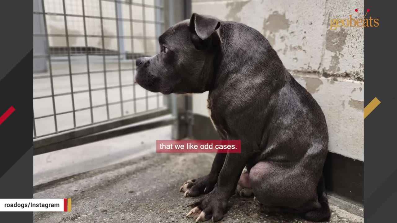 A unique, short-bodied grey dog sits on a concrete floor next to a metal gate inside a shelter.