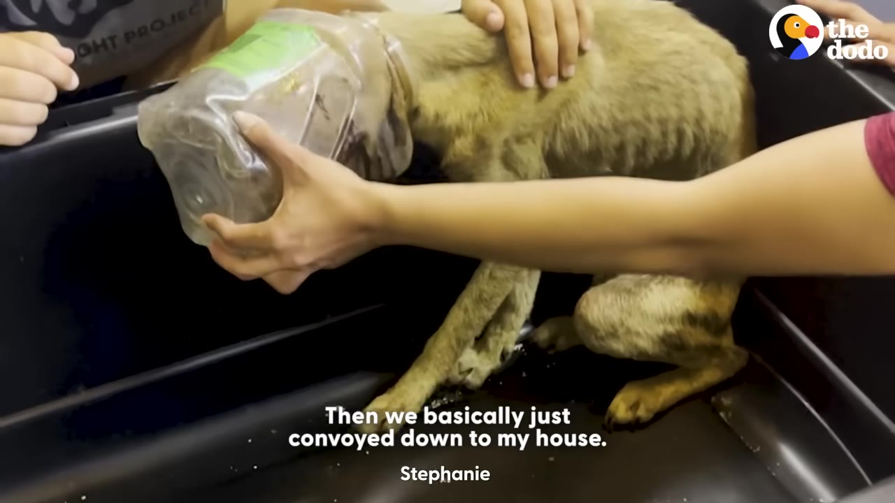A close-up shot of a small, light-brown dog with a plastic jar stuck on its head, being held gently by human hands inside a black container during transport.