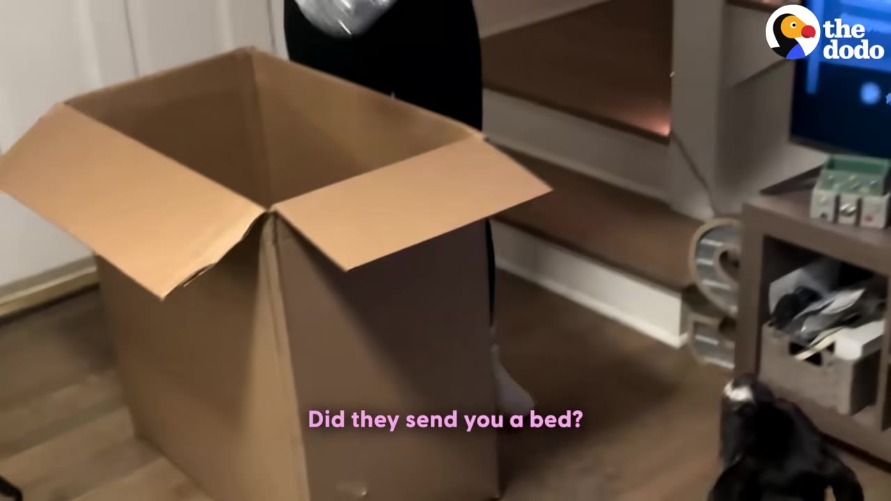 A large cardboard box sits open on a wooden floor next to a person, with a black dog looking on from the corner.