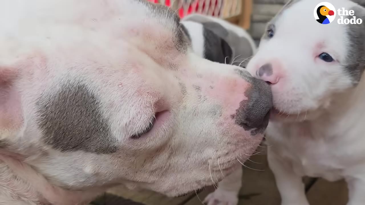 A close-up shot of a white and grey mother dog gently touching noses with her small puppy.