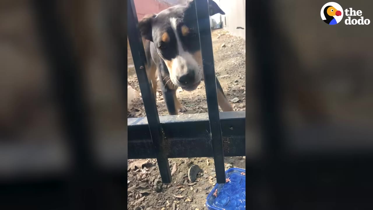 A black, white, and tan dog looks through the bars of a metal fence, with a blue food container on the ground in front of it.