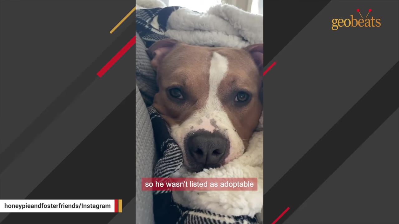 A close-up of a brown and white pit bull-type dog resting its head on a black and white patterned blanket.