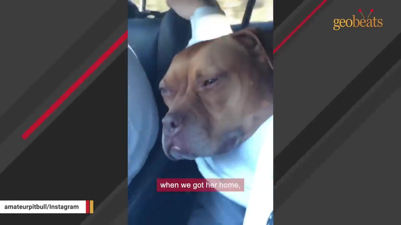 A close-up of a brown pit bull resting her head on a car seat, looking tired but calm as she begins to relax.