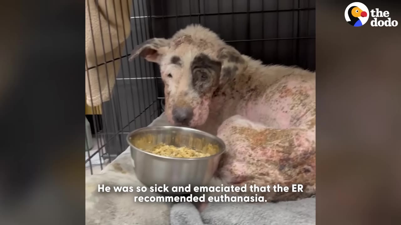 A sick, emaciated dog with severe skin issues sits in a metal crate next to a bowl of food.