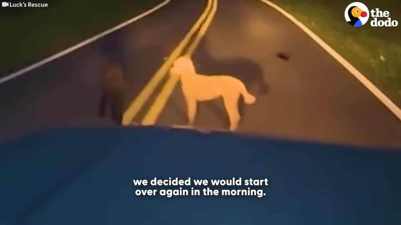 A light-colored dog stands in the middle of a dark road at night, illuminated by car headlights, with a subtitle reading 'we decided we would start over again in the morning.'