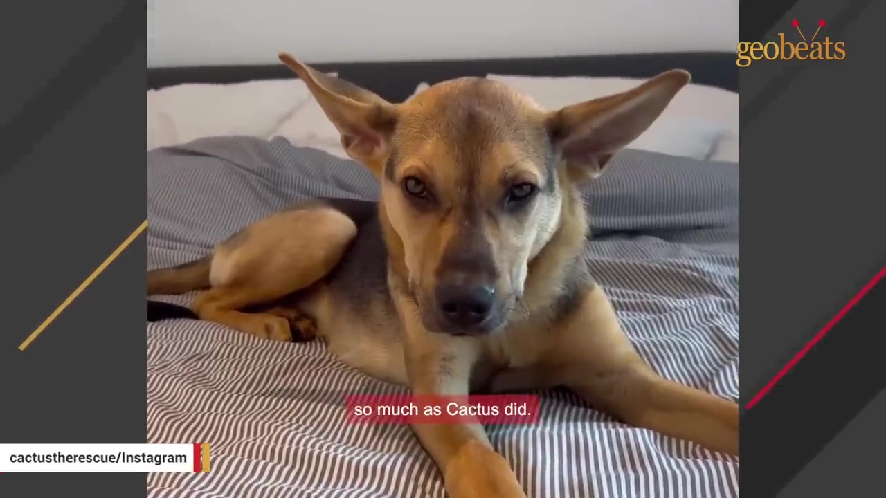 A brown and black dog with large, pointed ears lies on a striped bed, looking directly at the camera with a serious expression.
