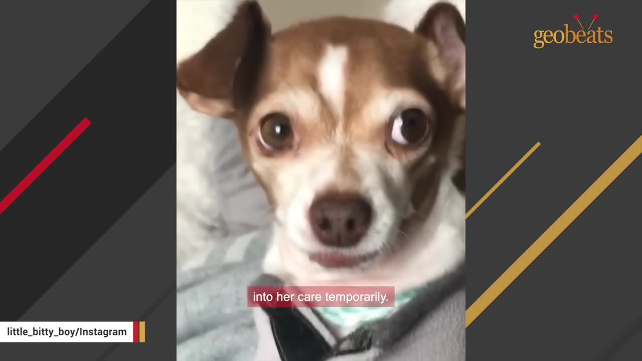 A close-up shot of Bitty, a small brown and white Chihuahua, looking directly at the camera with wide, expressive eyes.