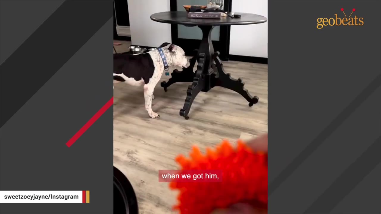 A black and white dog wearing a blue collar stands on a light wood floor next to a black pedestal table, while a person holds an orange textured toy in the foreground.