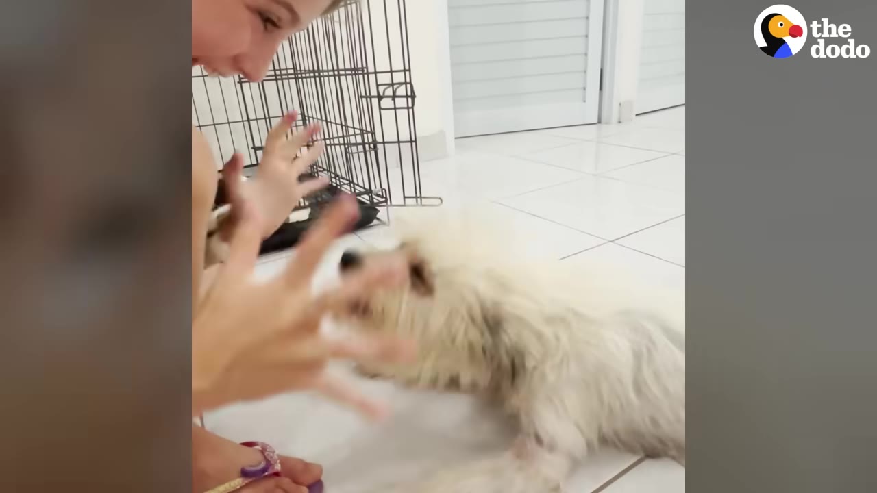 A fluffy white dog lies on a tiled floor, looking up at a smiling person who is gesturing playfully with their hands.