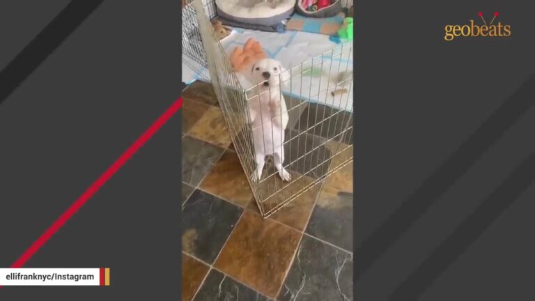 New York Puppy Was Given Up At Seven Weeks After Her Breeder Learned She Could Not Be Sold