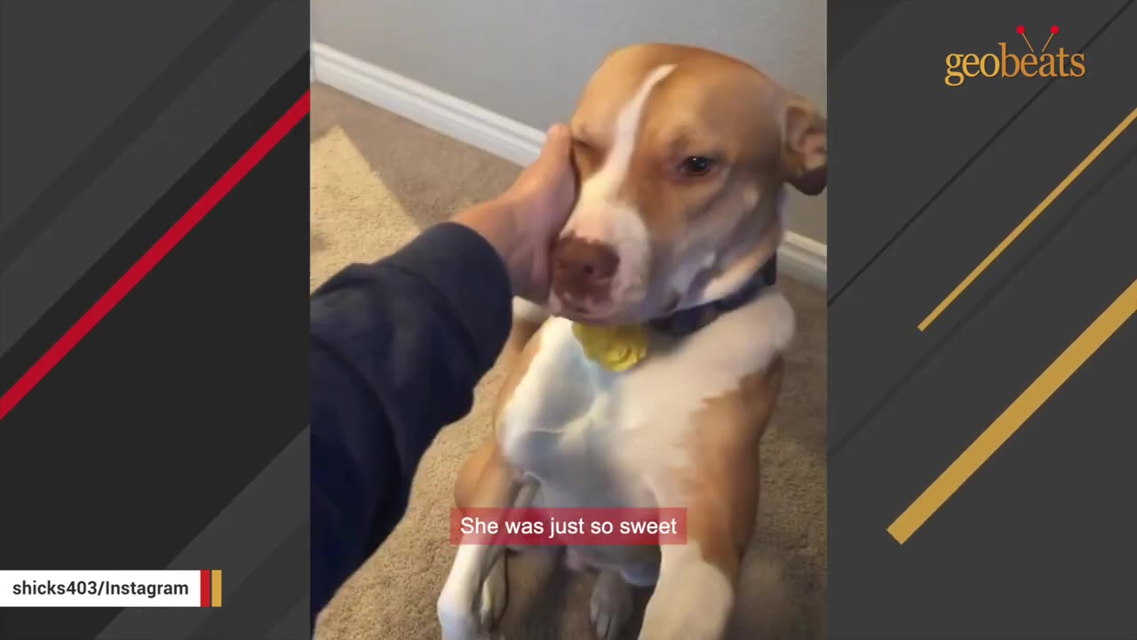 A tan and white dog with a yellow collar being gently petted on the cheek by a person's hand.