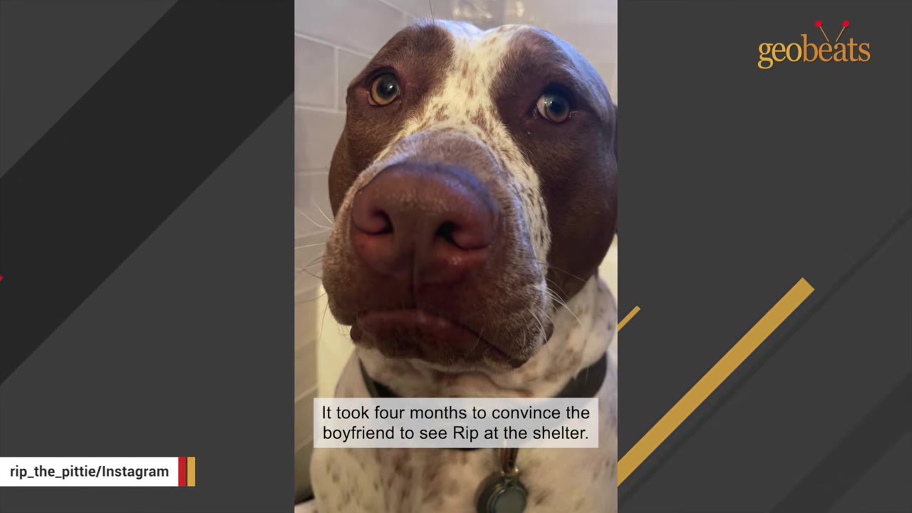 A close-up of a brown and white pit bull looking directly at the camera with a text overlay that reads, 'It took four months to convince the boyfriend to see Rip at the shelter.'