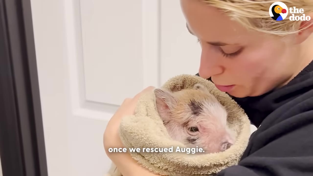 A woman holding a tiny, fragile baby pig wrapped in a beige towel close to her chest.