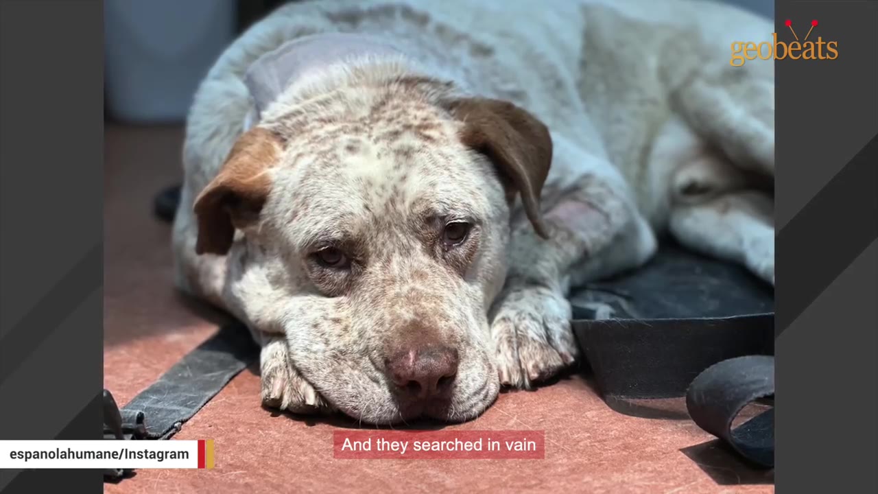 A close-up of a speckled brown and white dog lying down with a sad expression, resting its head on its paws.