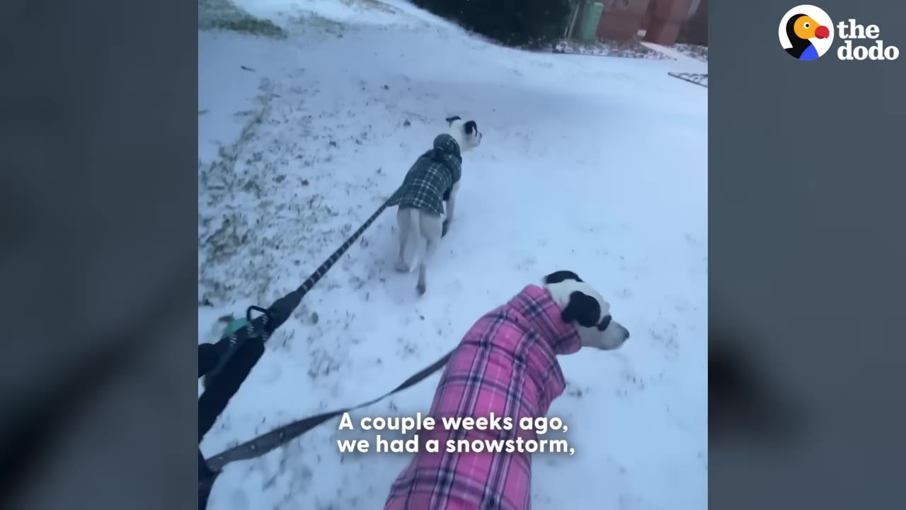 Two dogs wearing winter coats, one green plaid and one pink plaid, are being walked on leashes in the snow.