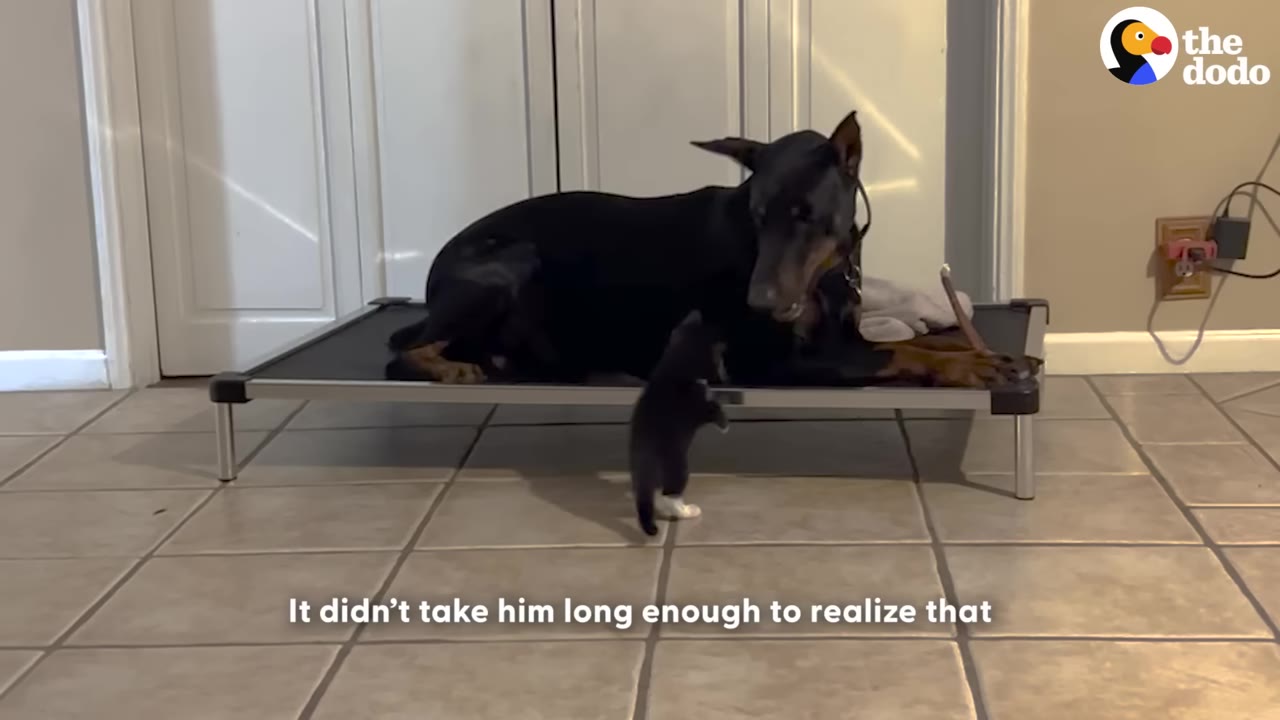 A large black Doberman lies on an elevated pet bed, looking down gently at a tiny black and white kitten standing on its hind legs on the tiled floor.