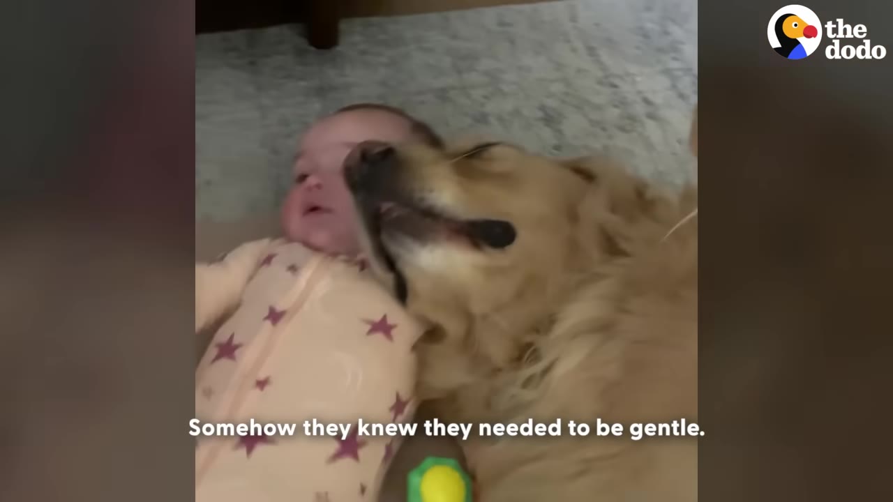 A golden retriever gently presses its snout against the cheek of a baby lying on the floor in star-patterned pajamas.
