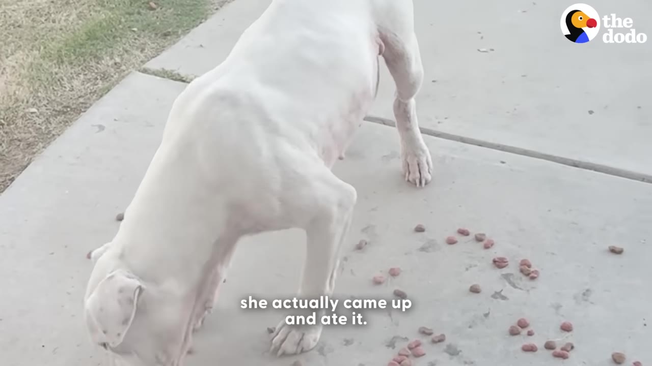 A thin white dog cautiously lowers its head to eat pieces of kibble scattered on a concrete walkway.