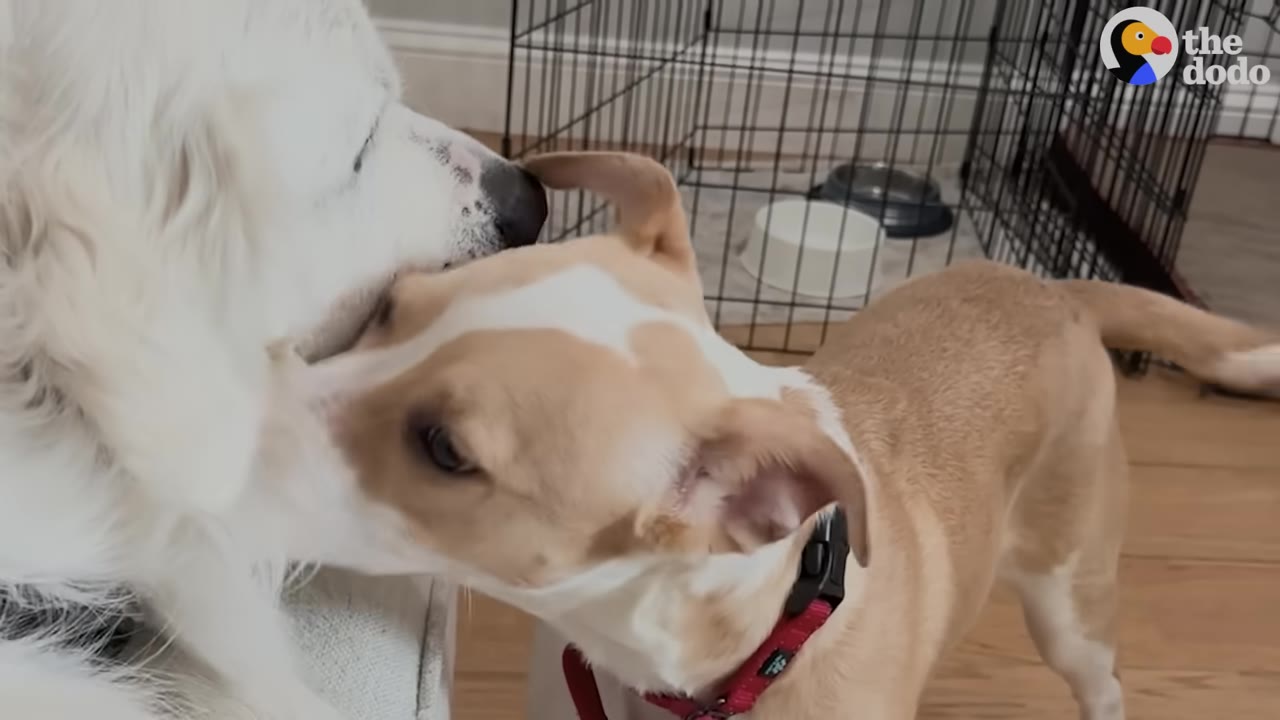 A close-up of a light brown and white dog gently sniffing the face of a fluffy white dog indoors.