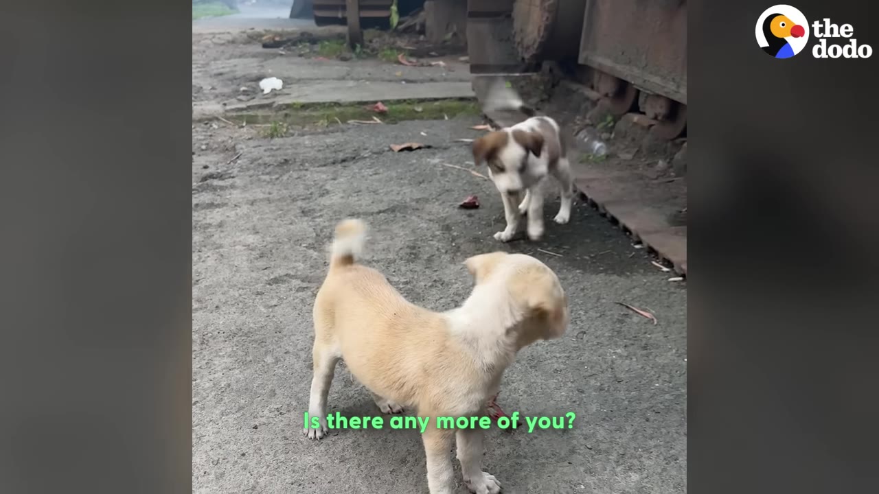 Two small puppies, one light brown and one brown and white, standing on a dirt path with text overlay reading 'Is there any more of you?'