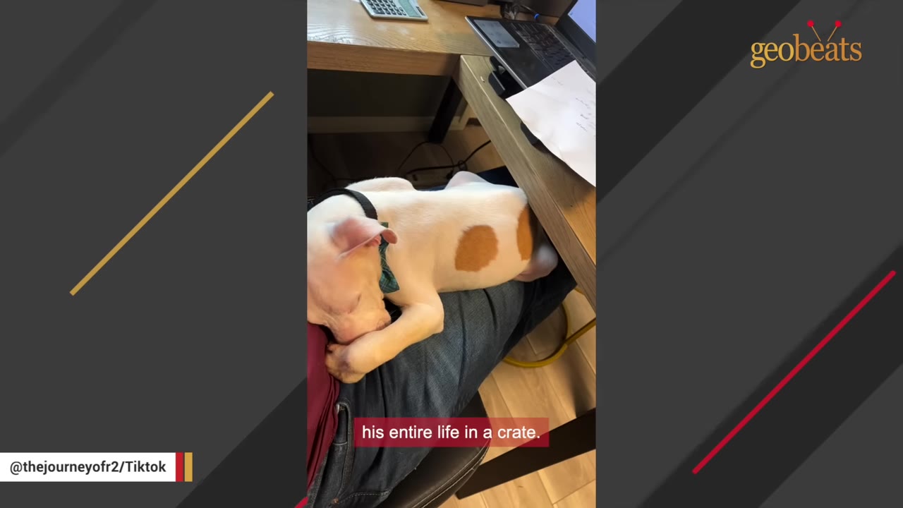 A small white puppy with a brown spot on its back sleeps soundly on a person's lap under a desk, with text overlay reading 'his entire life in a crate.'