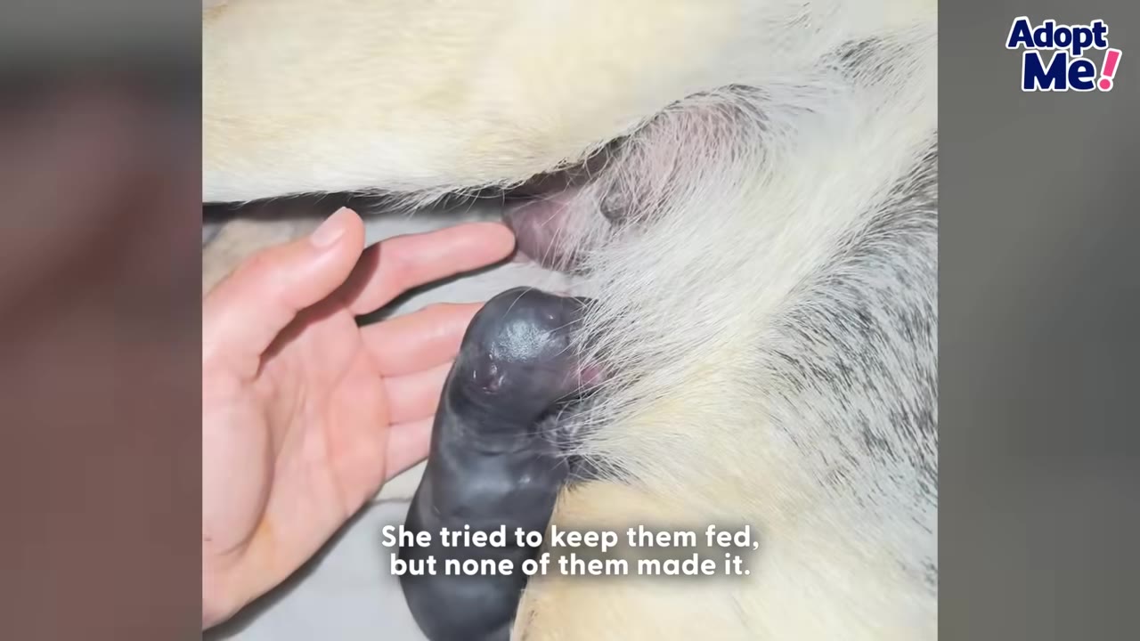 A close-up shot of a hand gently resting next to a tiny, dark, newborn puppy lying against the light-colored fur of its mother.