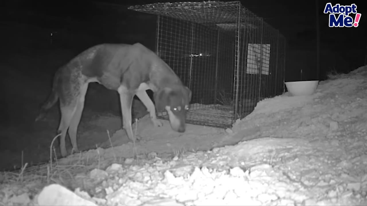 A black and white trail camera night shot of a thin dog hesitantly sniffing the ground near a wire cage trap.
