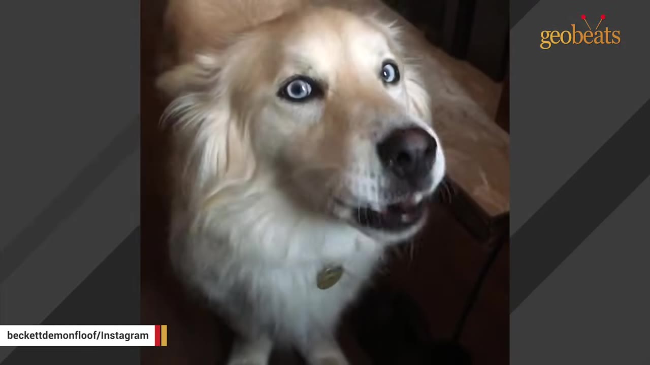 A close-up shot of Beckett, a fluffy light-colored dog with striking blue eyes, looking up with an open mouth inside a house.