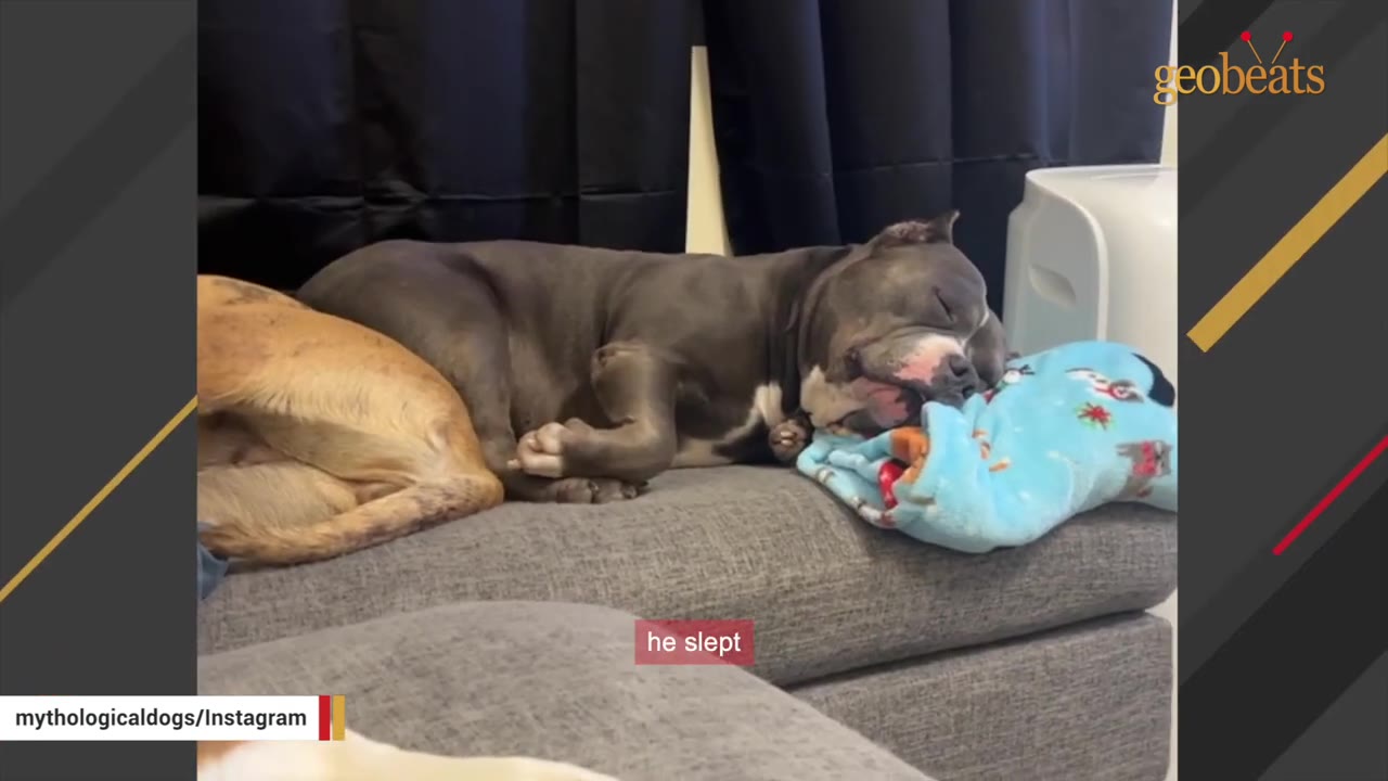 A grey pit bull dog sleeping peacefully on a grey couch with its head resting on a blue patterned blanket.