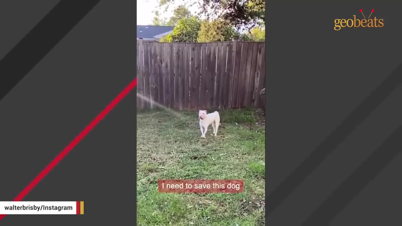 A white dog stands in a grassy backyard in front of a wooden fence, with a subtitle that reads 'I need to save this dog'.