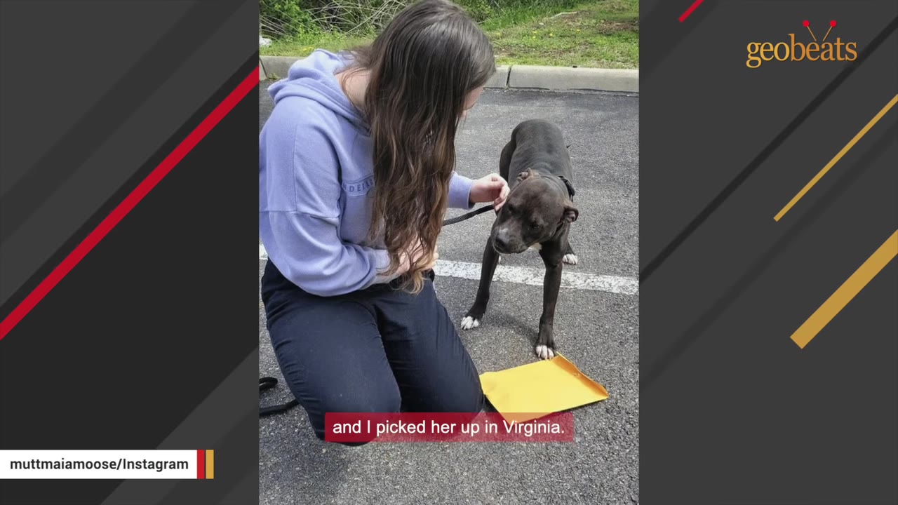 A woman in a purple hoodie kneels on an asphalt parking lot next to a dark-colored dog on a leash, gently interacting with it.