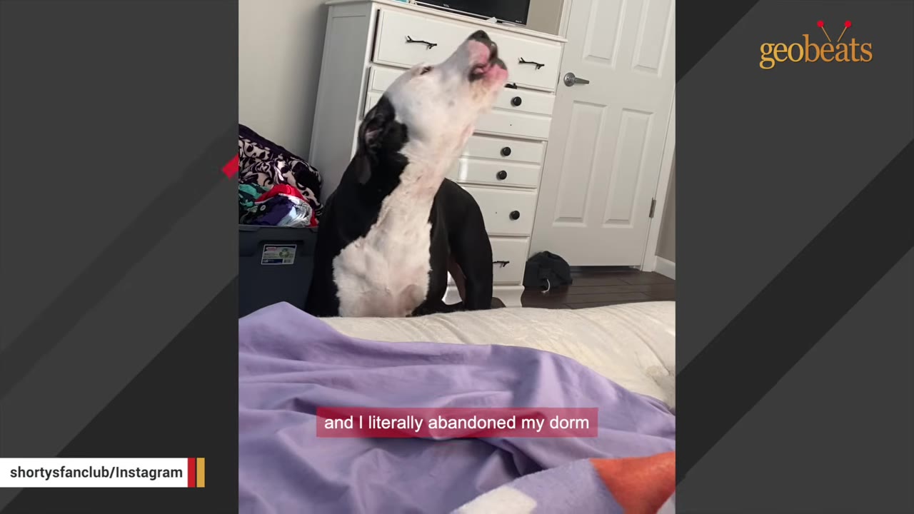 A black and white dog howling in a bedroom next to a white dresser, with a subtitle reading 'and I literally abandoned my dorm'.