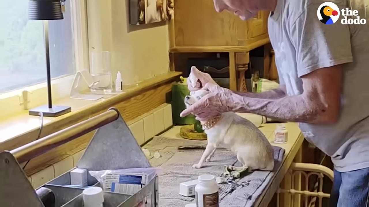 A man administers eye drops to a small white dog sitting on a towel-covered counter next to medical supplies and bottles.