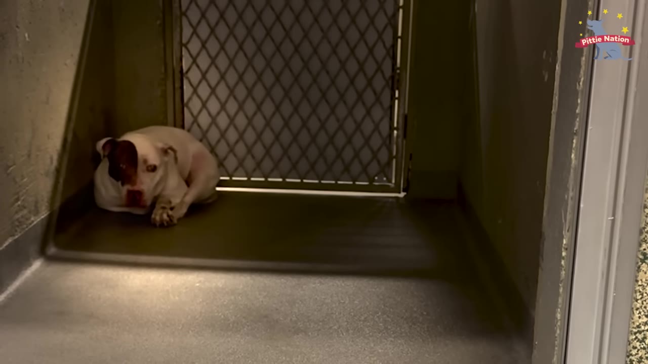 A white dog with a brown patch over its eye curled up tightly in the far corner of a dark shelter kennel.