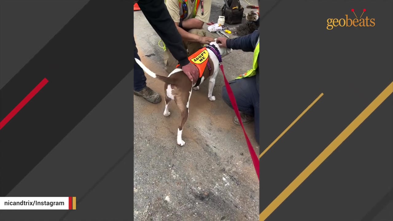 A brown and white dog wearing an orange 'ADOPT ME' vest is petted by people outdoors on a paved surface.