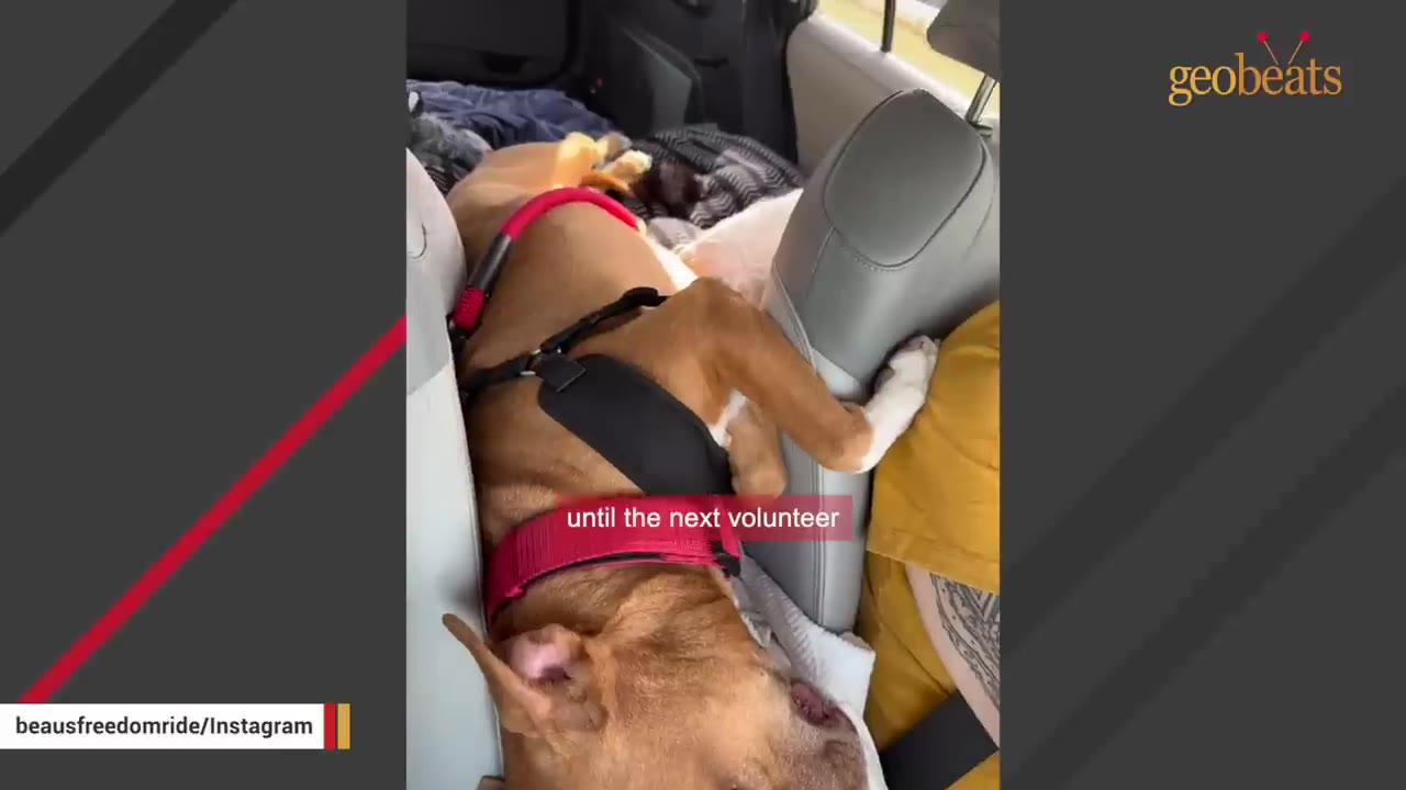 A brown dog wearing a black harness and red collar lies in the back seat of a car next to a volunteer.