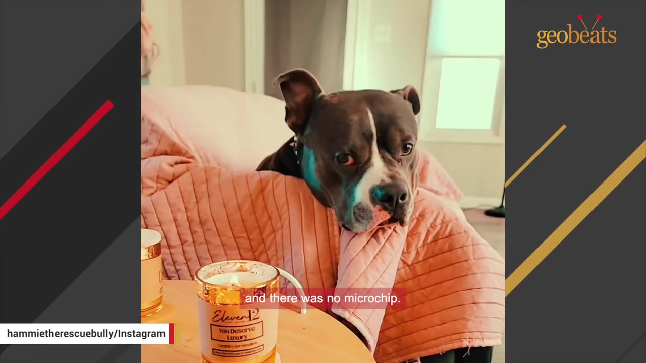 A healthy-looking black and white pit bull dog resting its head on a pink quilted blanket inside a home.