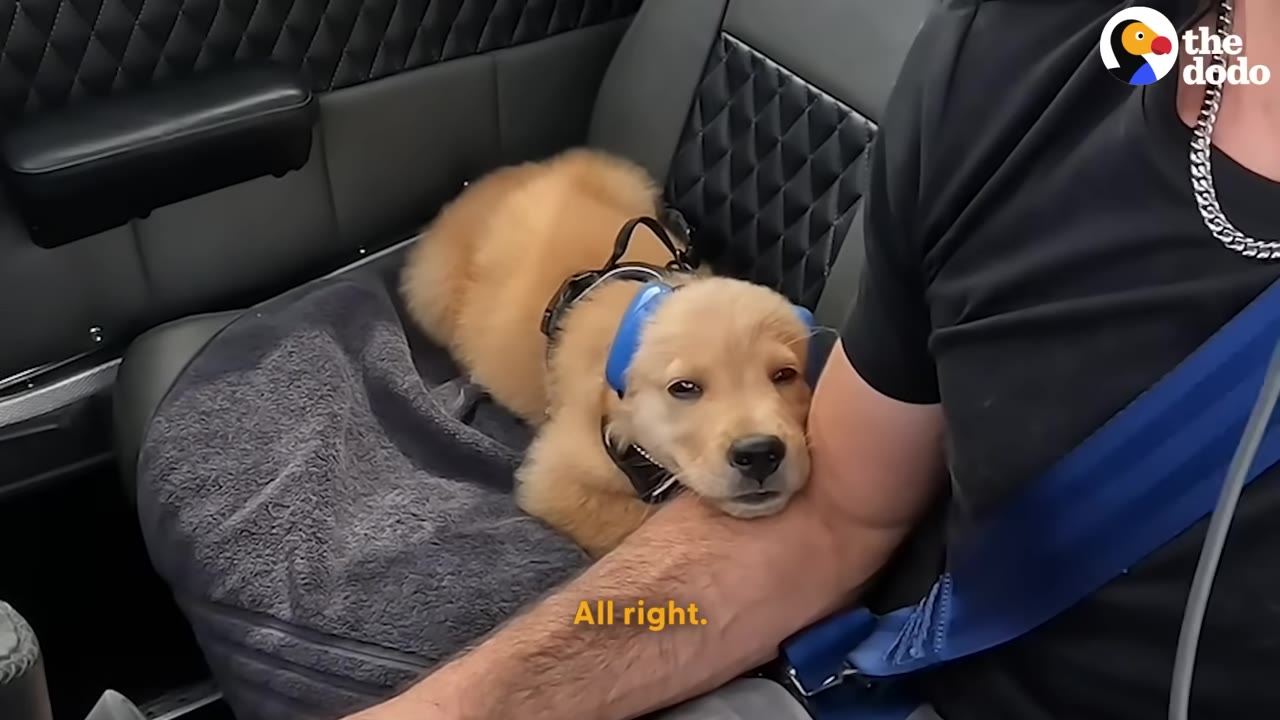 A golden puppy wearing blue ear protection rests its head on a man's arm inside an aircraft.
